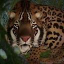 :-_Lanterns_-: Discord server icon