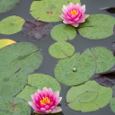 🪷Lotus pond🪷