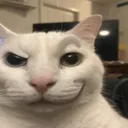 CATTYgang