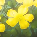 Aureum