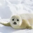 Seal Community