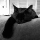 sleeping ᶻ 𝗓 𐰁 .ᐟ avatar