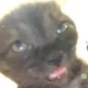/𝐄𝐭𝐡𝐞𝐫𝐞𝐚𝐥 Discord server icon