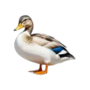 𝑬𝑺  |🦆 𝑬𝒏𝒕𝒆𝒔 𝑺𝒕𝒖𝒅𝒊𝒐