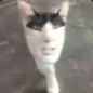 ℂ𝕒𝕥 𝕝𝕠𝕧𝕖𝕣