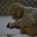 SmokingApes