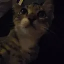 OWO TŞK Discord server icon