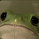 Ribbit Realm 21+ Discord server icon