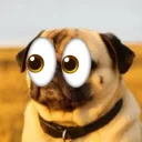 Pug Dynasty