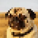 Pug Dynasty