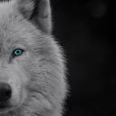 Nightshade✨🐺