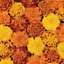 The Marigold Field