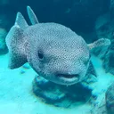 だすのサーバー