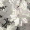 🪽˛  𓏲࣪  friends n hearts ᜊ︐