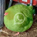 Goober Talk Discord server icon