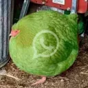 Goober Talk Discord Server Icon