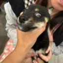 沙發小夥伴(泥泥的薯寶們)