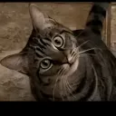 Critter Café Discord Server