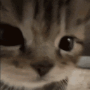 coconut Discord server icon