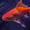 Tha Fish Pond