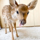 whimsy Discord server icon