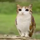 Meowguy.haha