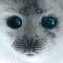 ᥩྀི( 𓏼◞ )¦͜ ๑ seα𝑙  ۟ ⸝⸝