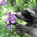 ˚ʚ Cozy Raccoons ɞ˚