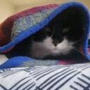 Cat-Club | Cats | Social | Fun Discord Server Icon