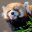 Red Panda Sanctuary