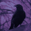 The Raven Haven Discord server icon