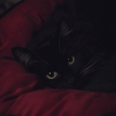 𝕻𝖞𝖗𝖔𝖒𝖆𝖓𝖎𝖆𝖈 Discord server icon