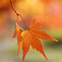 🍁ᴘʜᴏ̂́ ᴍᴜ̀ᴀ ᴛʜᴜ