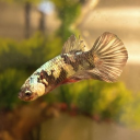 Betta paradise Discord server icon