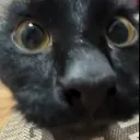 cat central (16+)