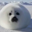 Swedish Seals Army Discord server icon