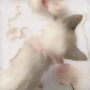 .𝓼α𝓻α𝓱’𝓼 ˗ˏˋ 𝗵𝗮𝗻𝗴𝗼𝘂𝘁 ˎˊ˗