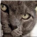 Cat Kay