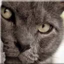 Cat Kay