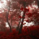 Scarlet