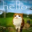 MEOWL SERVER