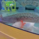 Axie & Azalea
