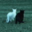 The Friend Zone Discord server icon