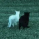 The Friend Zone Discord Server Icon