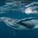 The Whale Gamers