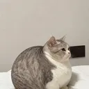 Music.ly
