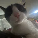 CATSS