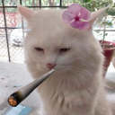 meowbull Discord server icon