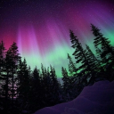 종합게임방Animals