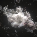 ✧˖서버이전 Discord server icon